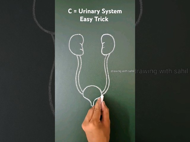 anatomy of urinary system #urinarysystem #structure #anatomy #diagram