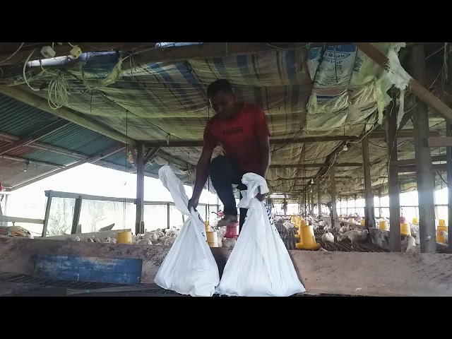 peternak ayam potong @tolai sulawesi tengah indonesia