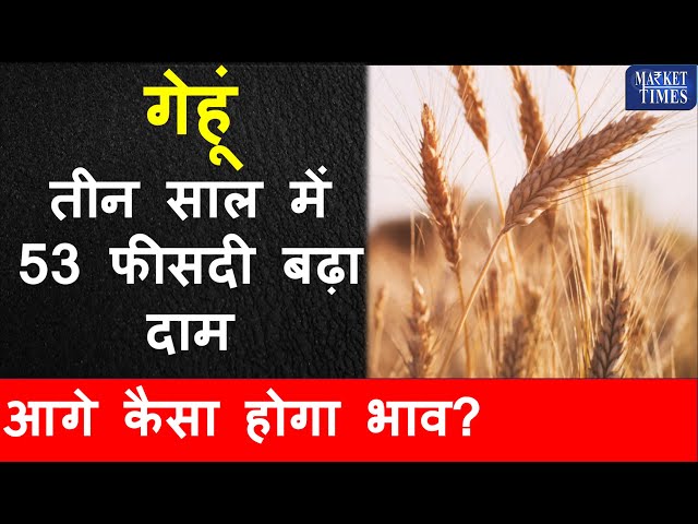 तीन साल में 53 फीसदी बढ़ा गेहूं का दाम -आगे कैसा होगा भाव? #wheat #mandi #kissan #bahv #gehun