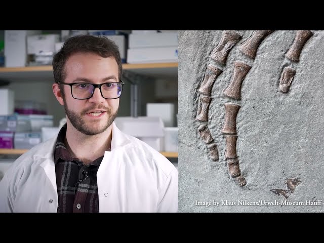 Soft tissue from a 183 Million-Year-Old Jurassic Plesiosaur analysed