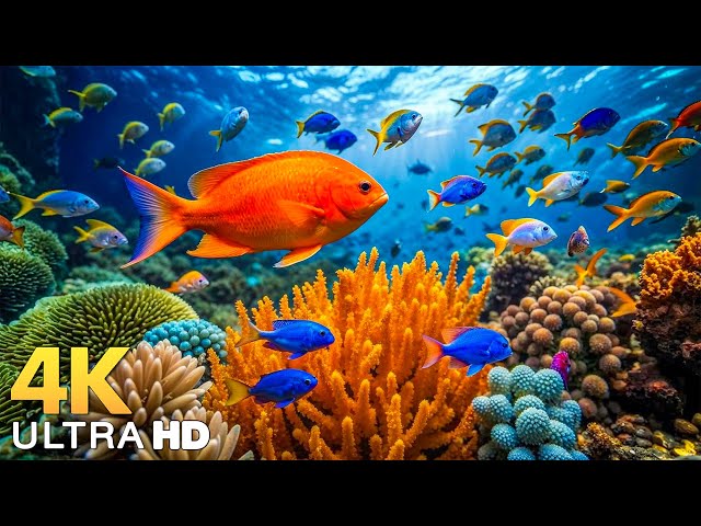 DREAM AQUARIUM 4K - Marvel at Sea Animal in The Best Aquarium - Fish Tank Sounds for Sleep, Study #2