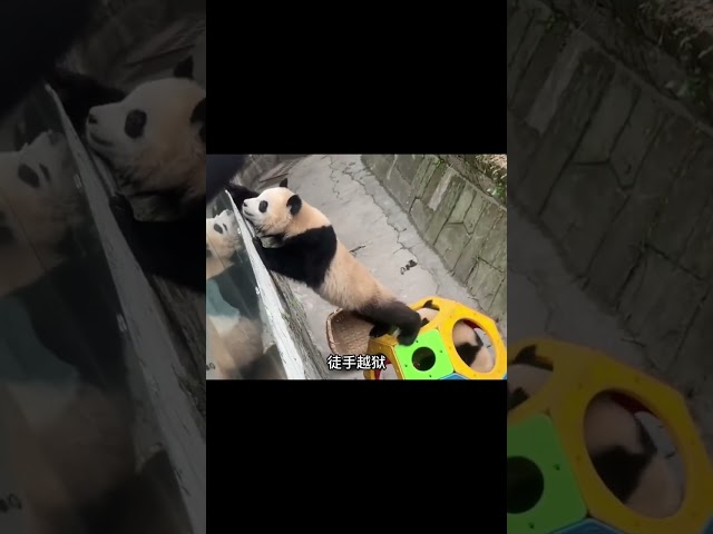 Yu Ai's Unique Temperament# panda# Funny# animals# cute# Giant Panda