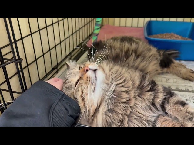 Video of adoptable pet named King Soloman (FCID# 01/20/2025 - 11 Trainer)