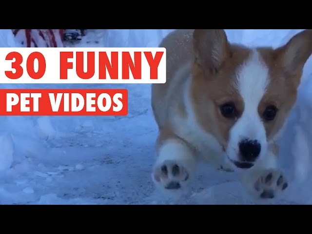 30 Funny Pet Videos Animal Compilation 2016