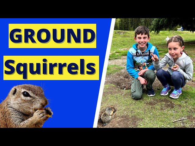 Ground Squirrel Facts