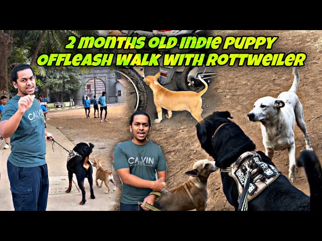 Rottweiler & 2 month Old Indie Puppy Offleash Walk 1st TimeOnRoadSocialisation | Day-201 #dog #vlog