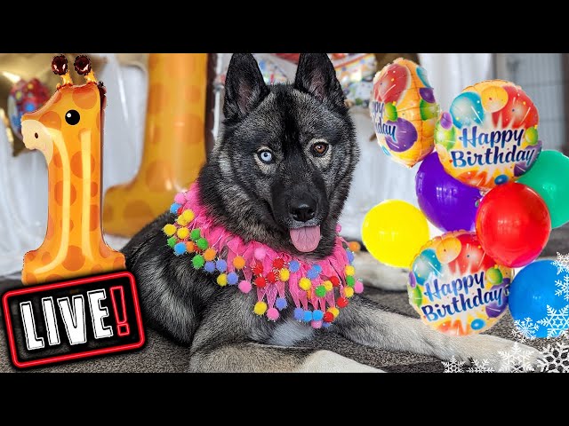 Eleanor The Husky Birthday Party 🔴 LIVE Unboxing Your Gifts