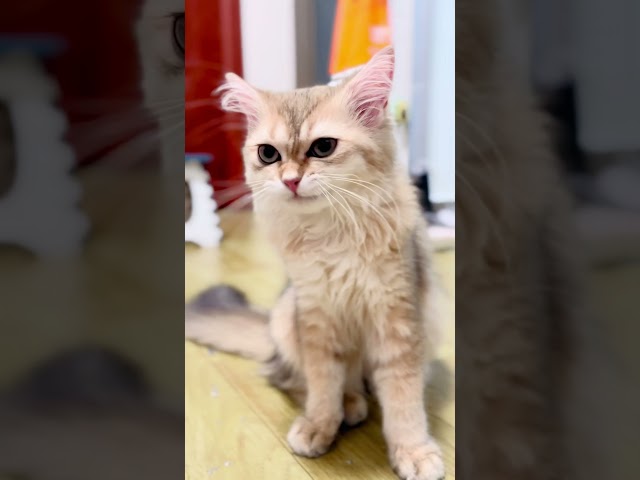 Wow 🤩! Such a cute cat 🐈‍🐈‍⬛!   #cat #cats #catlover #catvideos #kitty #kitten #cutecat