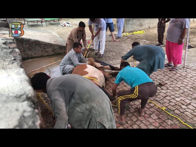 The Biggest Cow Qurbani 2019 | Eid Ul Adha Cow Qurbani Sialkot Pakistan ABDUL HOUSE