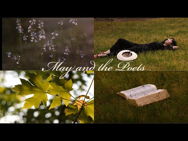 There is May in Books Forever | Light Academia & Cottagecore Cinematic | Blue Toadflax Wildflowers