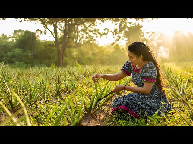 Aloe Vera Dishes 🍽️ A Divine Medicine Used In Several Unbelievable and Completely Natural Dishes