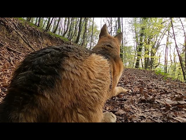 German shepherd in forest || German shepherd ||doglover ||training