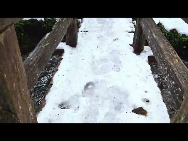 Snowy Carbon River Rainforest Trail hike - Mount Rainier National Park, Washington