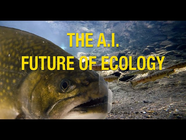 Fishing with Neural Nets | Transforming Ecology with Artificial Intelligence #ai #uva #ecology