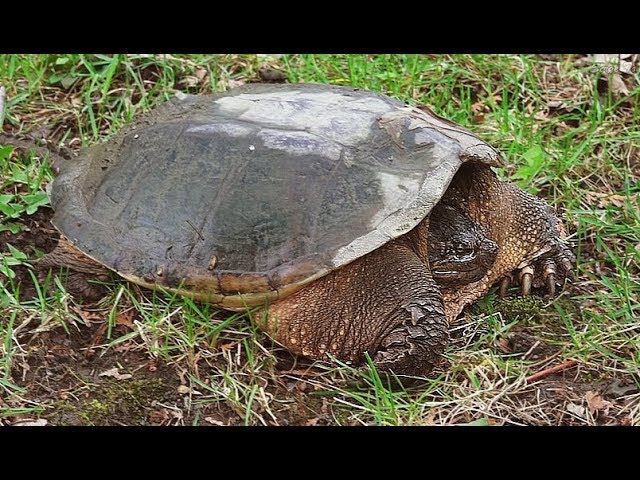 La Plus Grosse Tortue d'Eau Douce Au Canada - The Biggest Freshwater Turtle In Canada / Aventure