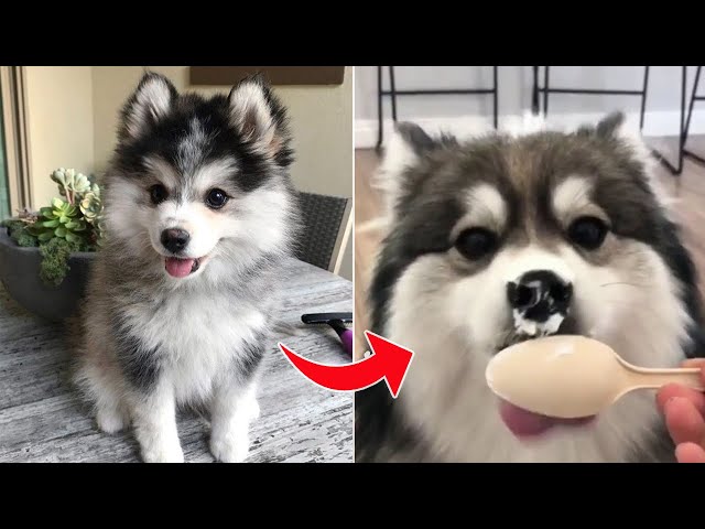 Cute and Funny Pomsky Puppies 🥰