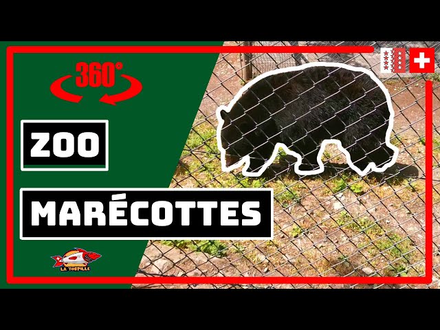 🇨🇭🪐 [MARÉCOTTES ZOO] 360 DEGREE VIDEO OF A MOUNTAIN WILDLIFE PARK IN THE TRIENT VALLEY