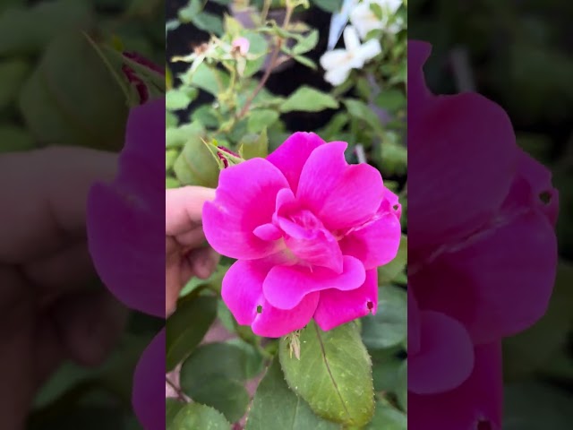 Pink Knock Out #Rose with amazing fragrance @gardentours Garden Tour  #shorts #cottagegarden plants.