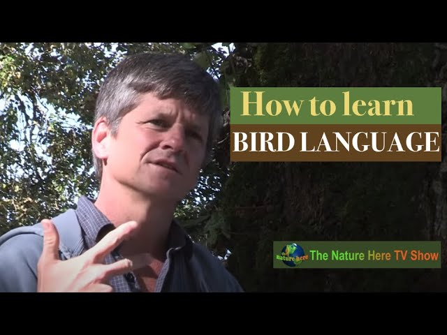 How to understand Bird Language of common birds like the robin? Bird Language basics, facts, guide.