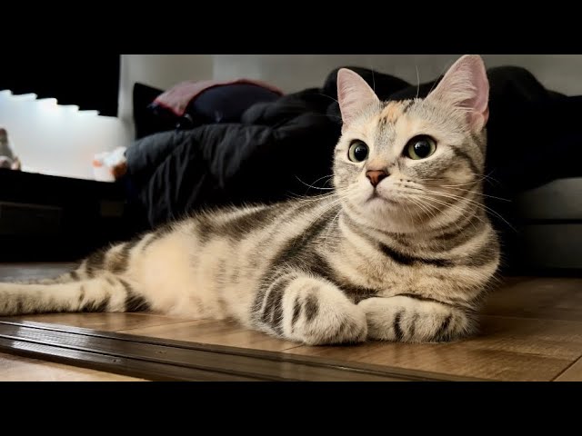 愛猫が可愛い過ぎてどこにも出掛けずに家で過ごす飼い主の3連休初日の朝【Vlog】