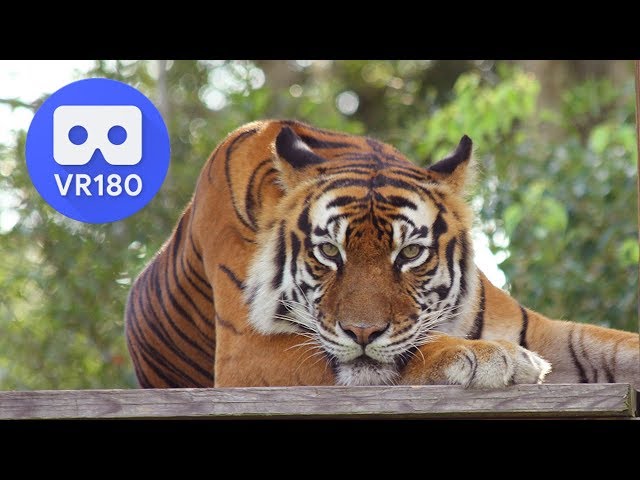 Pay To Play With Tigers In 3D