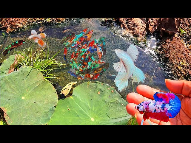 Happy Day!! Best Video 2025 Finding Most Beautiful Betta Fish in Lotus Lake in Winter Season.