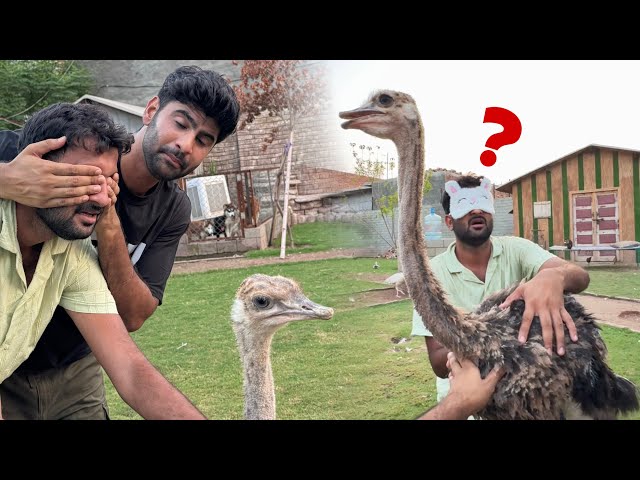 Guess The Surprise Animal Challenge With Turab 😍