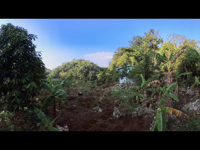 Plant vegetables | Jamaica | April 2019 | 360 VR |