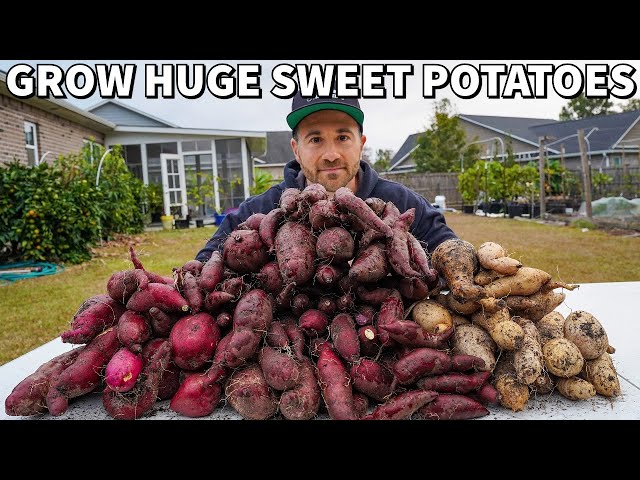 Mindblowing SWEET POTATO Harvest! Watch How I Did It