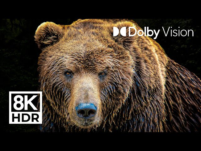 LEGENDARY ANIMALS - (DOLBY VISION™) - 8K ULTRA HD HDR