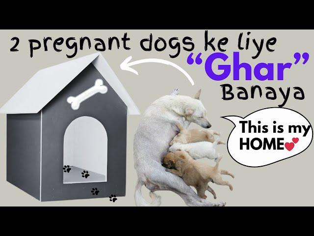 Making *GHAR* for 2 PREGNANT DOGS🐾🤍