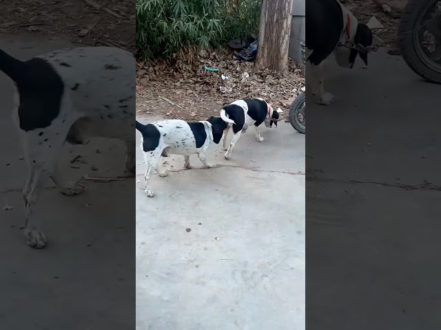 Dog Ability Training11