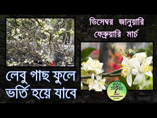 লেবু গাছে ফুল আসার অব্যর্থ উপায় / A foolproof way to get flowers on Lemon Plant