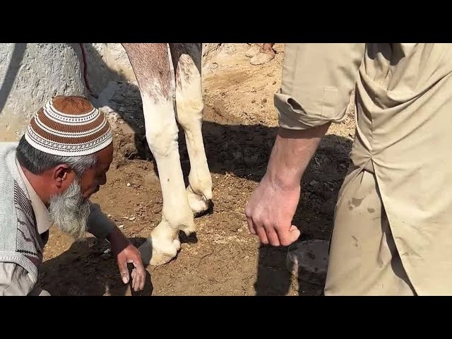 Complete Horse Shoeing Process | Farrier Skills & Hoof Care #HorseLover #Equestrian