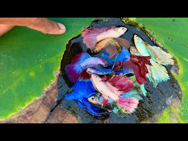 Betta Place Betta Fish Bonanza – Catching Rare and Unique Fish From Lotus Lake