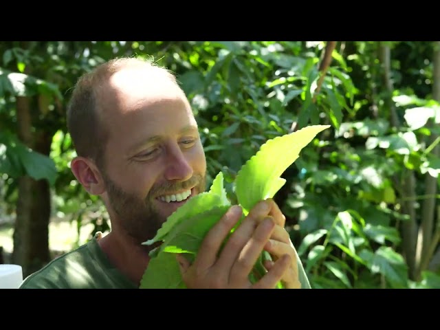 This Toilet Paper Plant is the Charmin of the Garden!