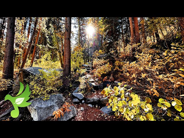 Relaxing Autumn Aspens, Babbling Brook & Calm Birds Sounds, Nature Sounds, Study Sounds, Sleep Sound