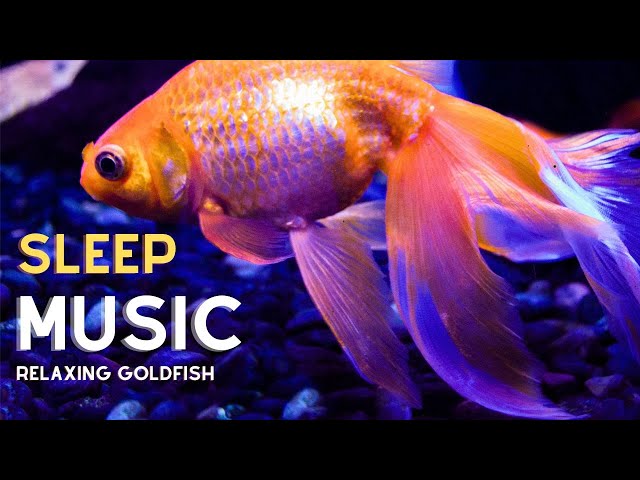 🟣 Goldfish Aquarium with [Relaxing Sleep Music]