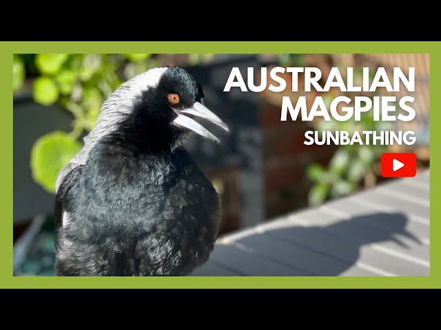 Australian Magpie Basks in the Sun! ☀️Astonishing BIRD SUNBATHING!