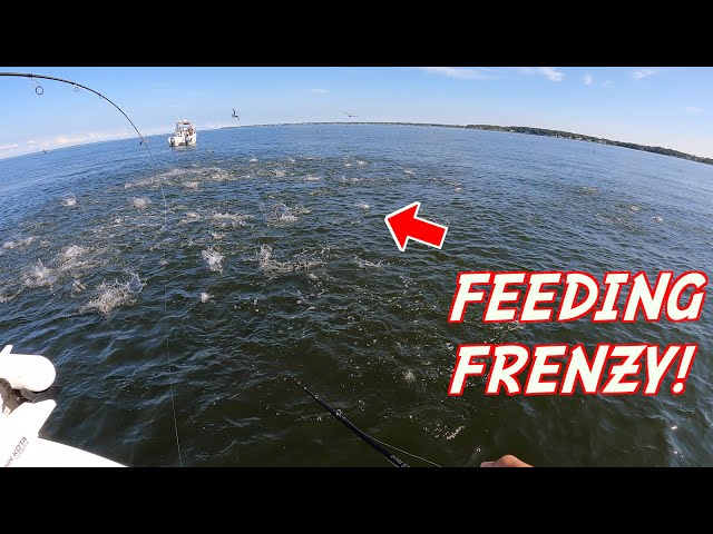 CRAZIEST FISHING OF MY LIFE!!! (Chesapeake Bay MADNESS)