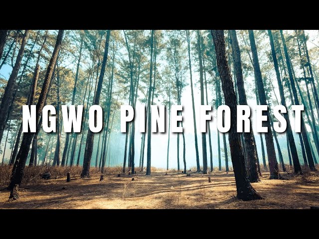 Ngwo Pine Forest and Waterfall | Solo expedition | Travel Documentary (Vlog)