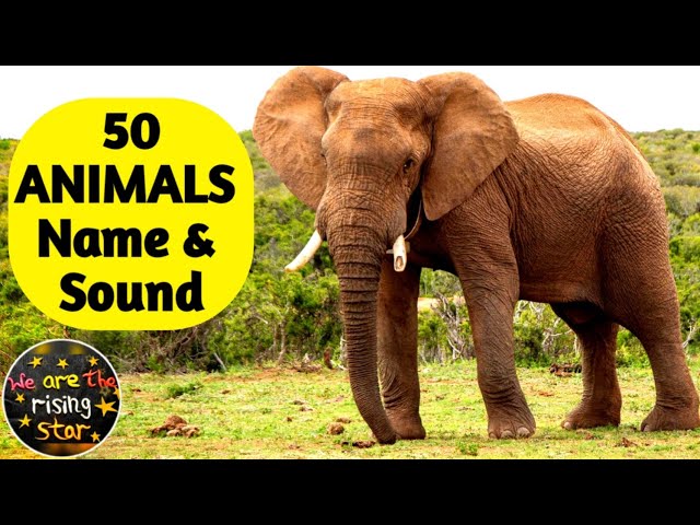 50 Animals Name and Sound | English | Animals for kids | WATRstar