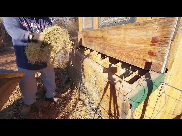 CLEANING THE OLD CHICKEN COOP