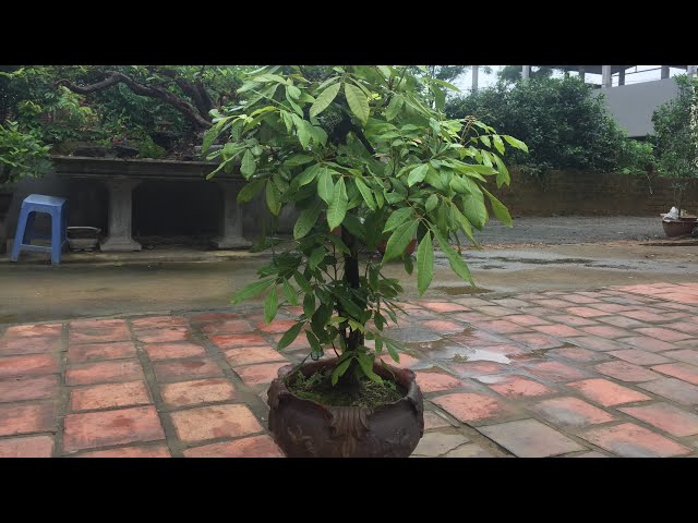 CÂY NHÃN BONSAI DÁNG TRỰC PHỤ TỬ BỆ ĐẸP ĐỘC ĐÁO