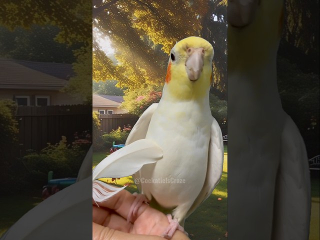 Cute Singer 🥰🎶🦜 #cockatielscraze #birdsinging