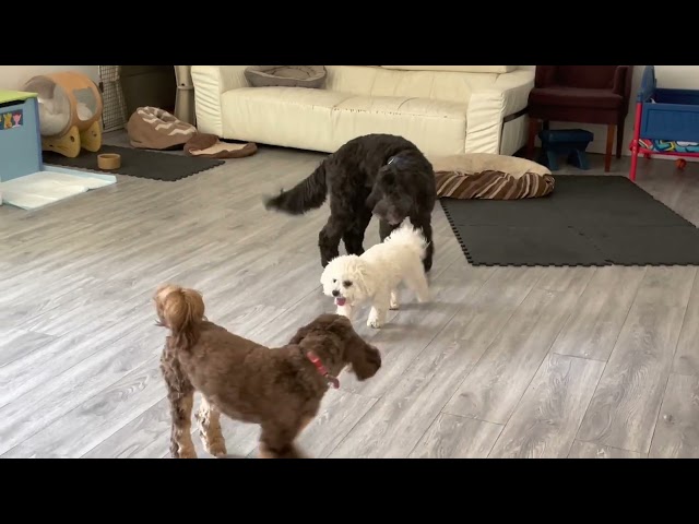 Zoe, Blu & Riker playing (Thu.)