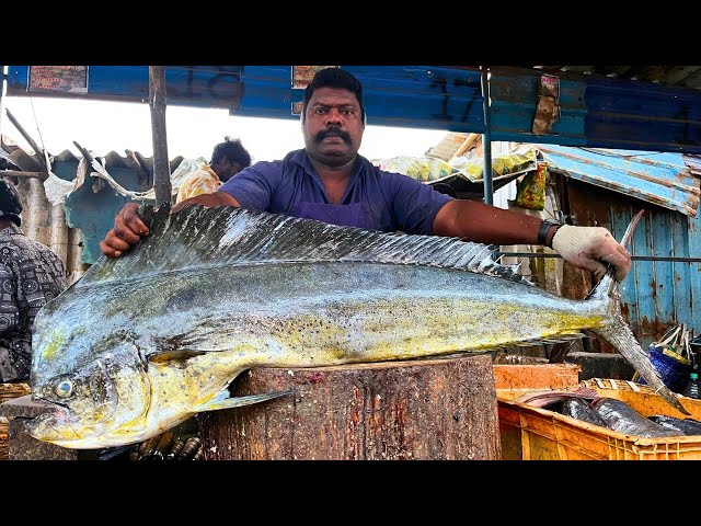 KASIMEDU 🔥 SPEED SELVAM | BIG MAHI PARLA FISH CUTTING VIDEO | IN KASIMEDU | FF CUTTING 🔪