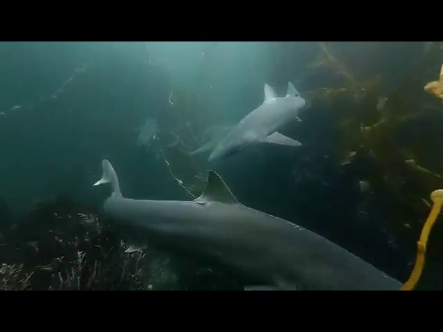 4K VR180 3D Sea Turtle and Tope Sharks