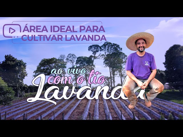 QUAL A ÁREA IDEAL PARA CULTIVAR LAVANDA NO BRASIL?