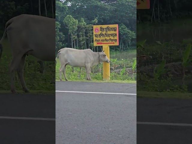 বেকুটিয়া   ব্রিজ